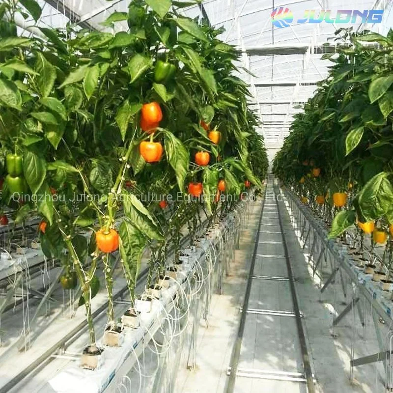 Venlo Type Glass Greenhouse Steel Pipe Structure with Seedbed