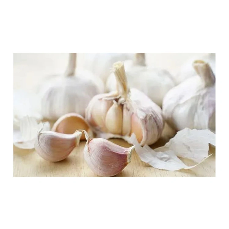 Wholesale/Supplier Fresh Normal Pure White Purple Chinese Garlic