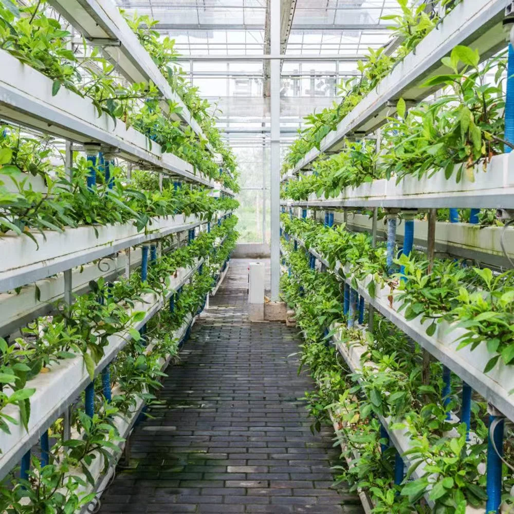 Comercial Solar Hydroponic de vidrio PC de invernadero de hojas con Tomato creciendo Sistema grande