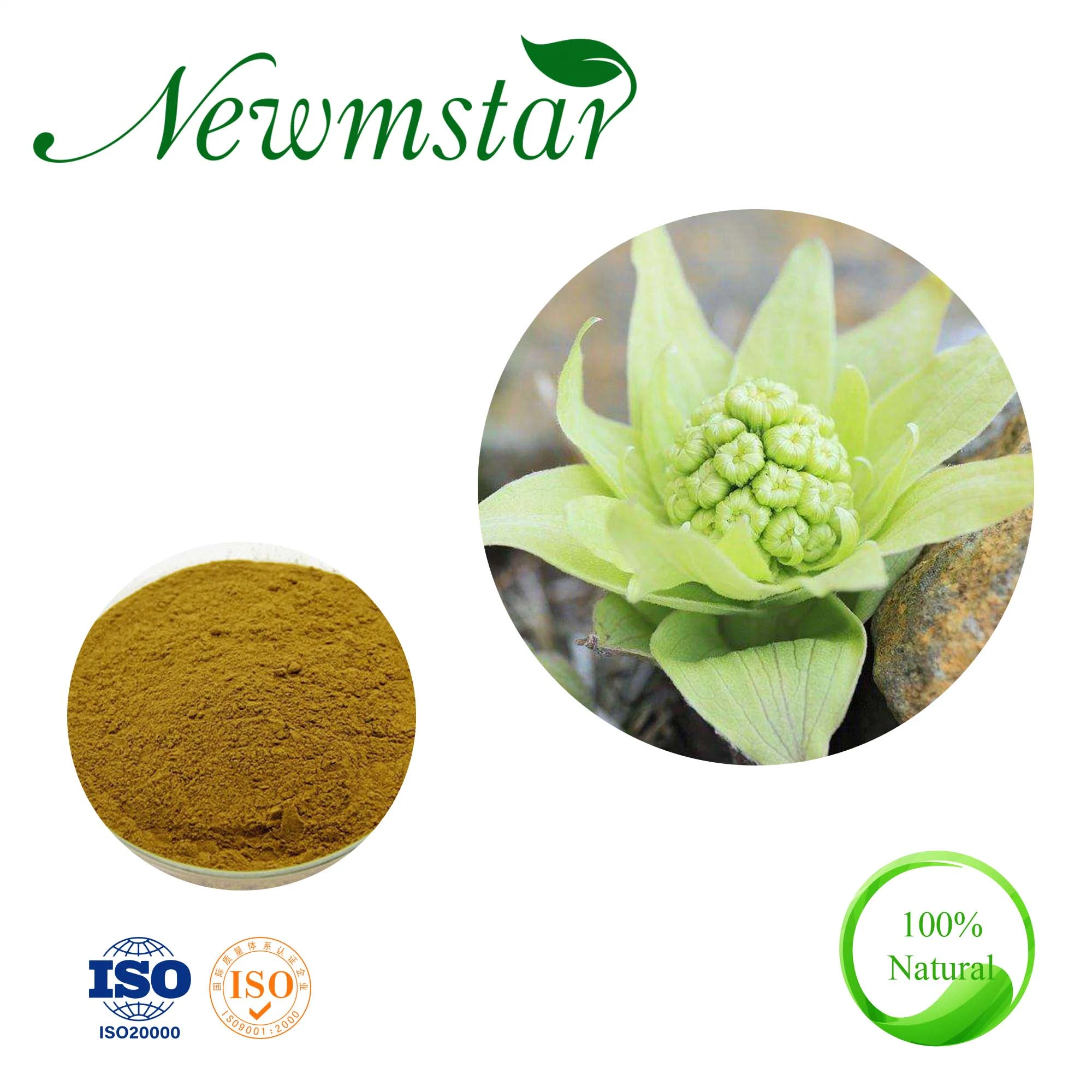 Made in China Plant Butterbur Root Extract for Nutritional Supplements