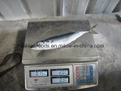 Frozen Mackerel with High Fact Content (150-250g/PC)