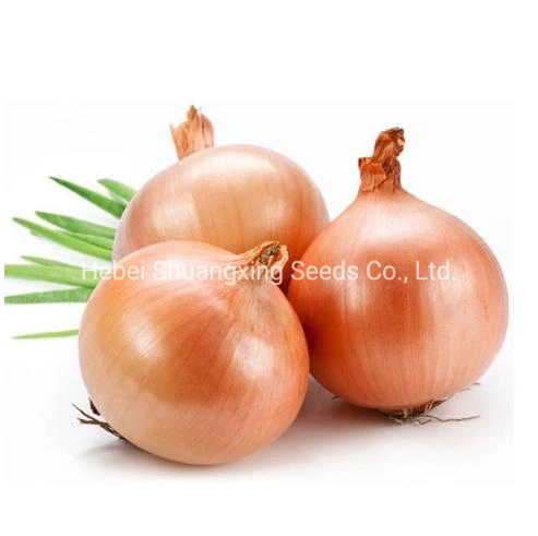 Heat Resistant Hybrid Yellow Onion Seeds for Plant