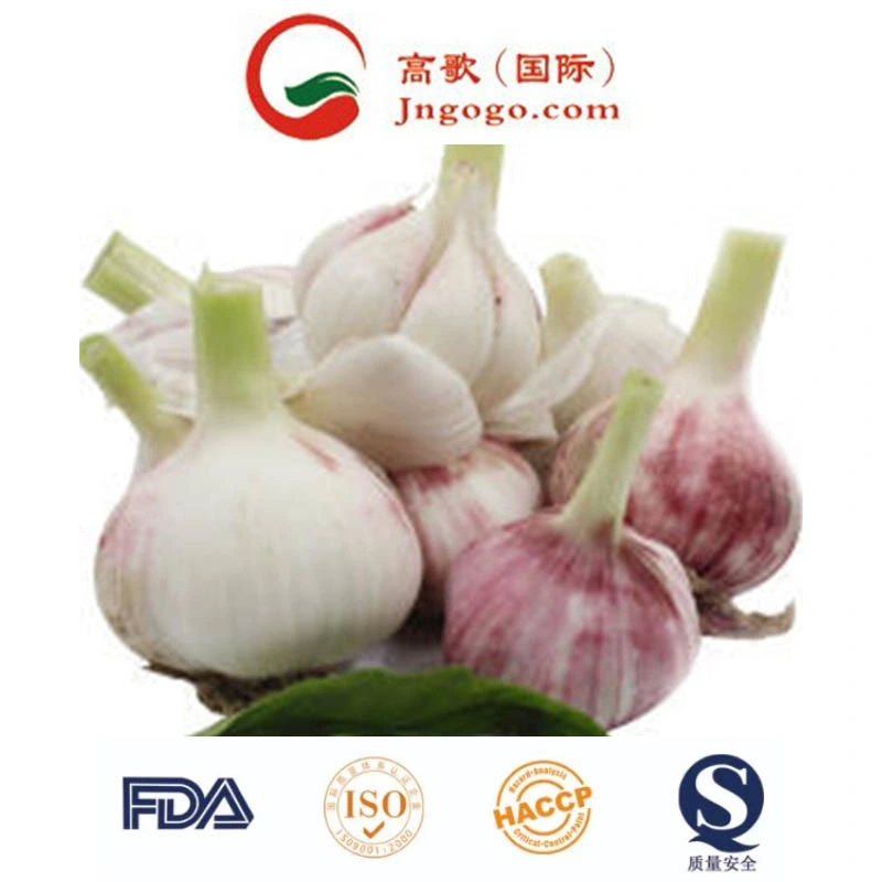 New Crop First Quality Fresh Garlic Supplier (4.5cm, 5.0cm, 5.5cm)