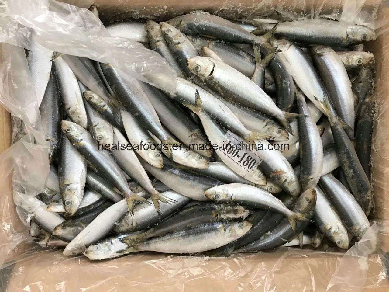 100-150g Frozen Bait Sardine From Chinese Sardine Factory