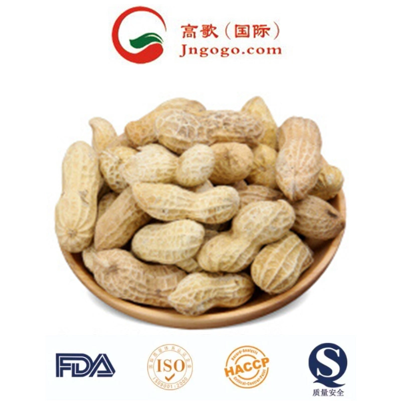 Export Good Quality Fresh Chinese Peanuts in Shell