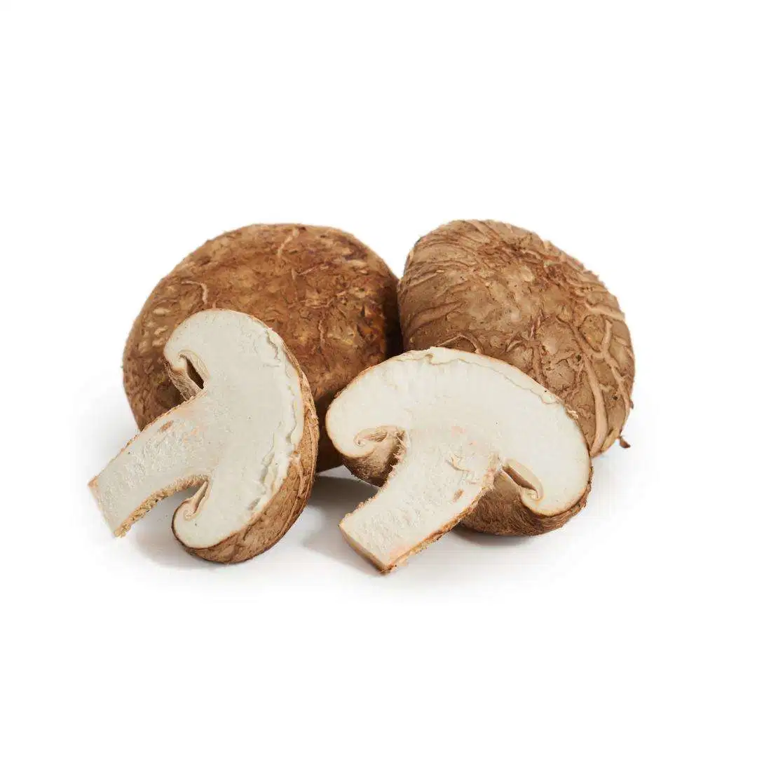 Natural Wild Good Quality Edible Shiitake Mushroom