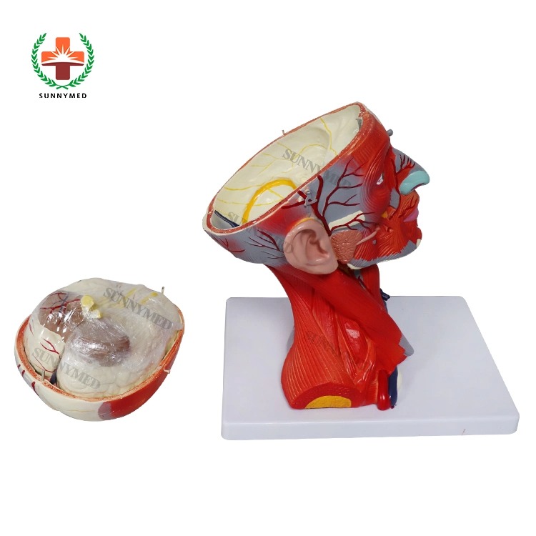 Medical Training Head Models with Muscles Blood Vessels and Brain