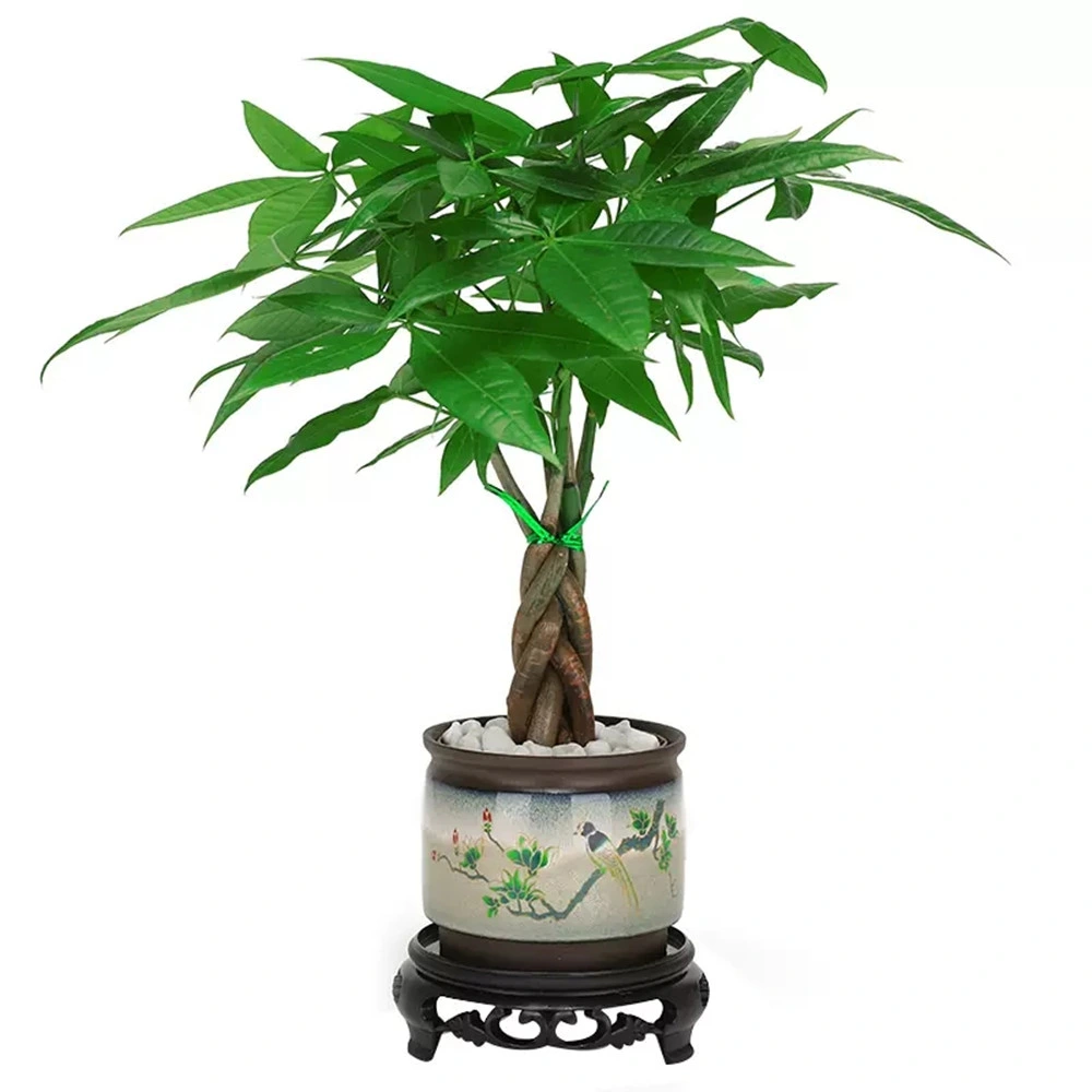 25cm Pachira aquatica Microcarpa árbol Bonsai Decoración de jardín de plantas vivas mayorista