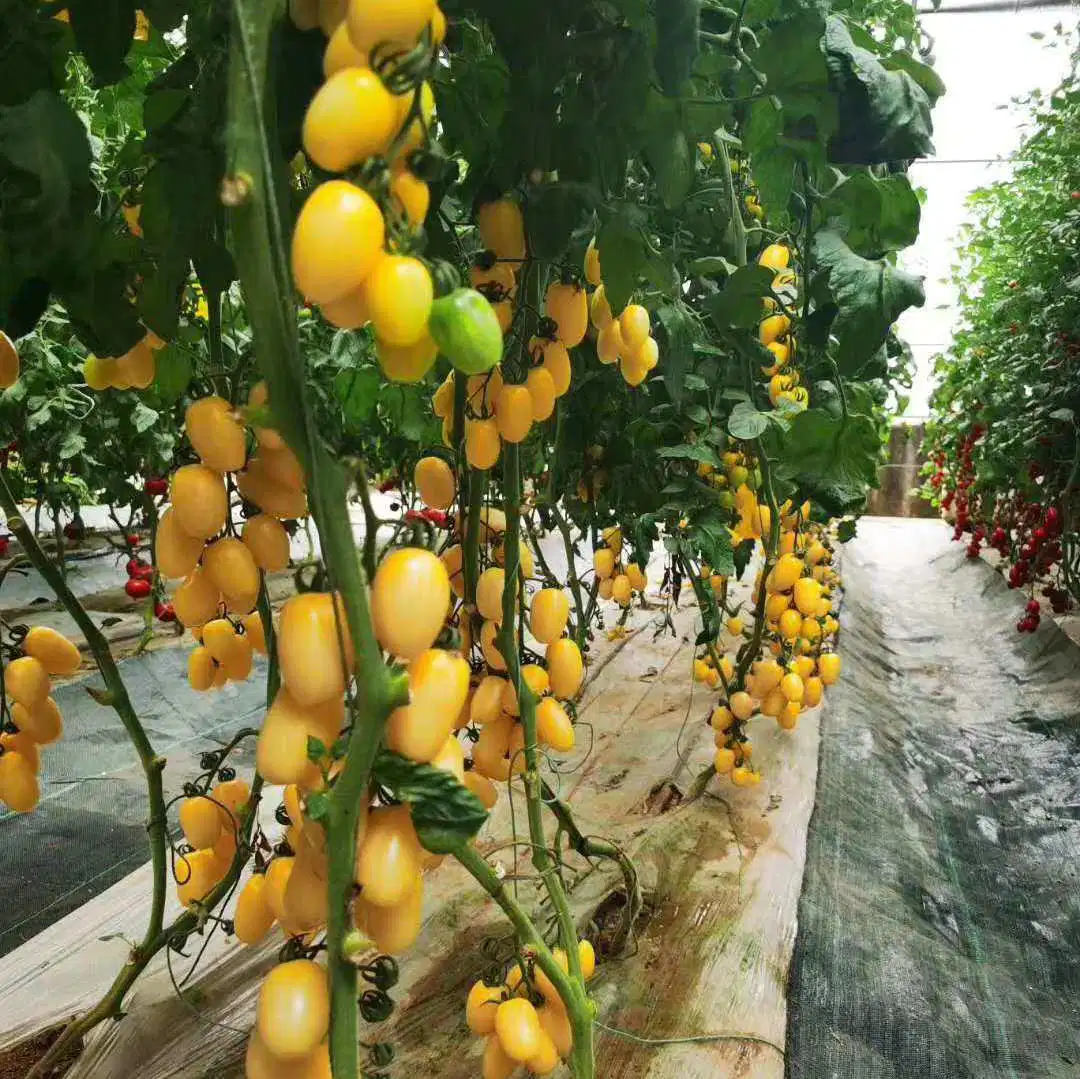 Bas prix de gros de graines de tomates personnalisé pour le film de plantation de serre en Chine