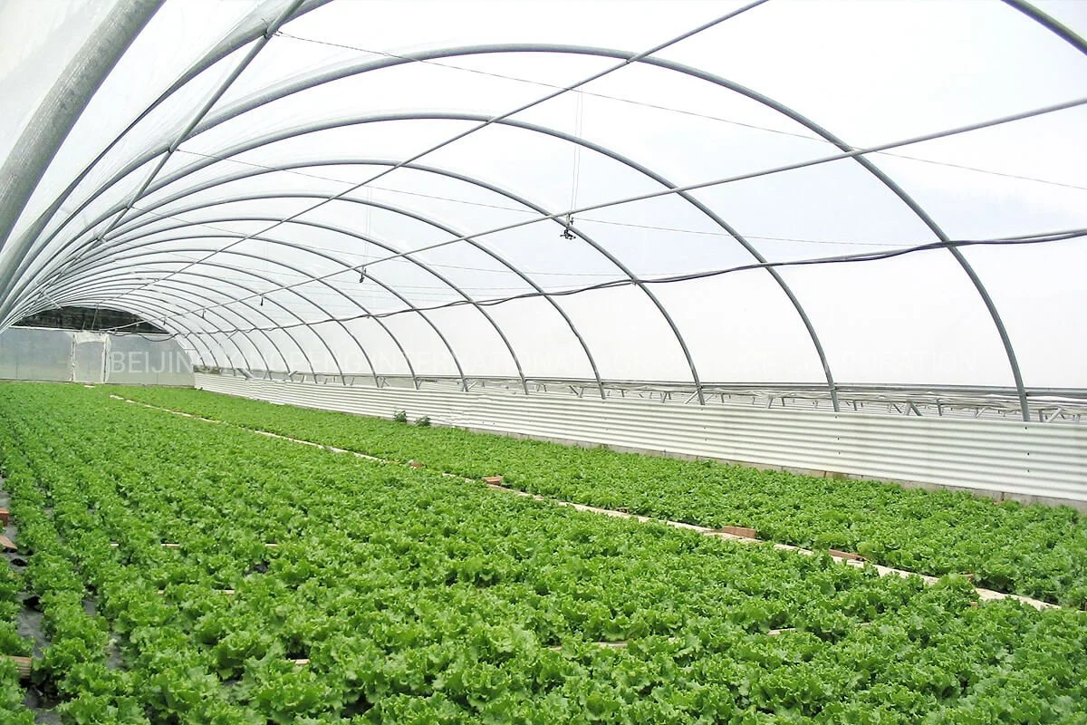 Hot-DIP Galvainzed Steel Structure Covering Film/Poly Greenhouse for Vegetable/Iceberg Lettuce/Romania Lettuce/Boston Lettuce/Chicory/Curly Endive Lettuce