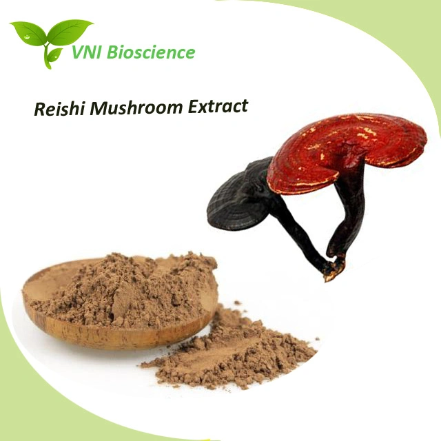 Extrait de champignon naturel de Reishi certifié Halal à 100 %