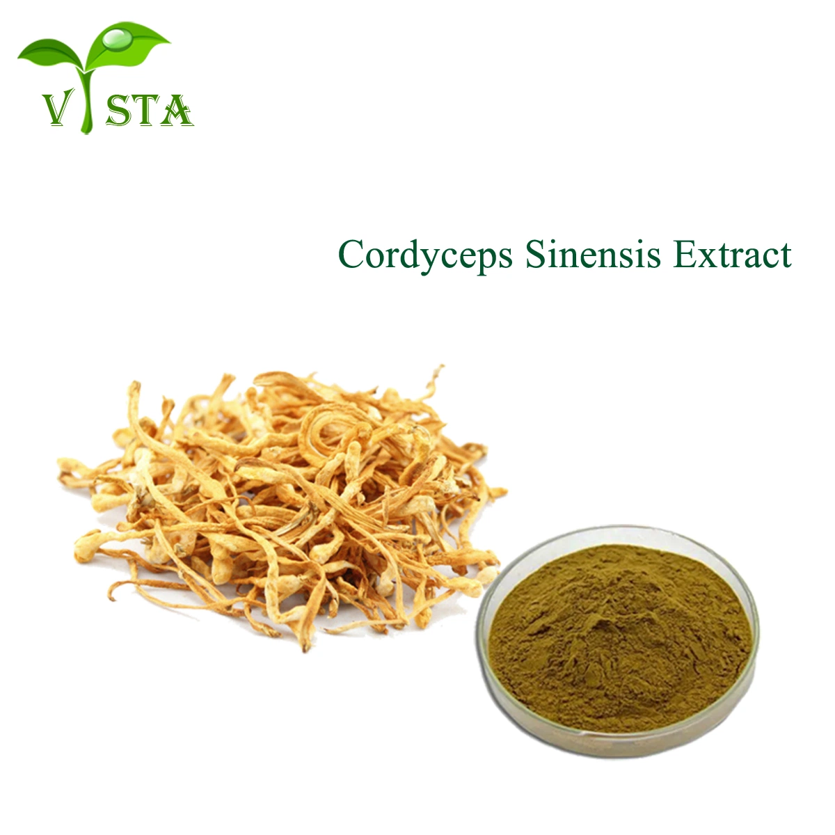 Natürliche Pilzesaitelin Sinensis Militaris Extrakt Cordyceps Extrakt 30% Polysaccharide Cordyceps Extrakt