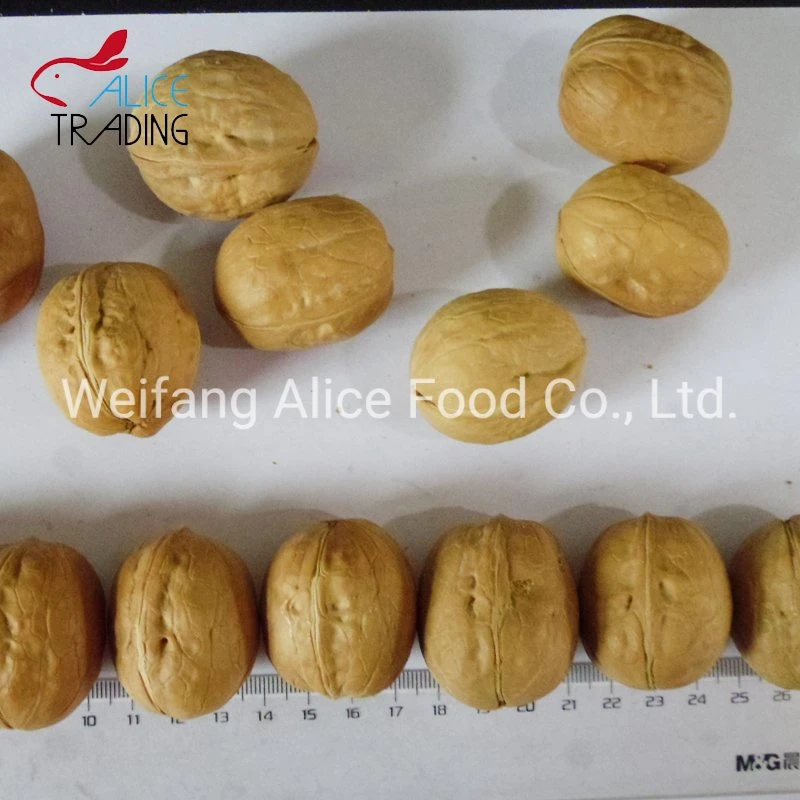 China Made Bulk Quality 28mm/30mm/32mm up Walnut in Shell Xinjiang Walnut