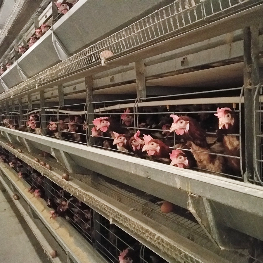 La conception de couche d'oeufs automatique Ferme avicole de la cage de poulet à la Chambre de la batterie pour poules pondeuses