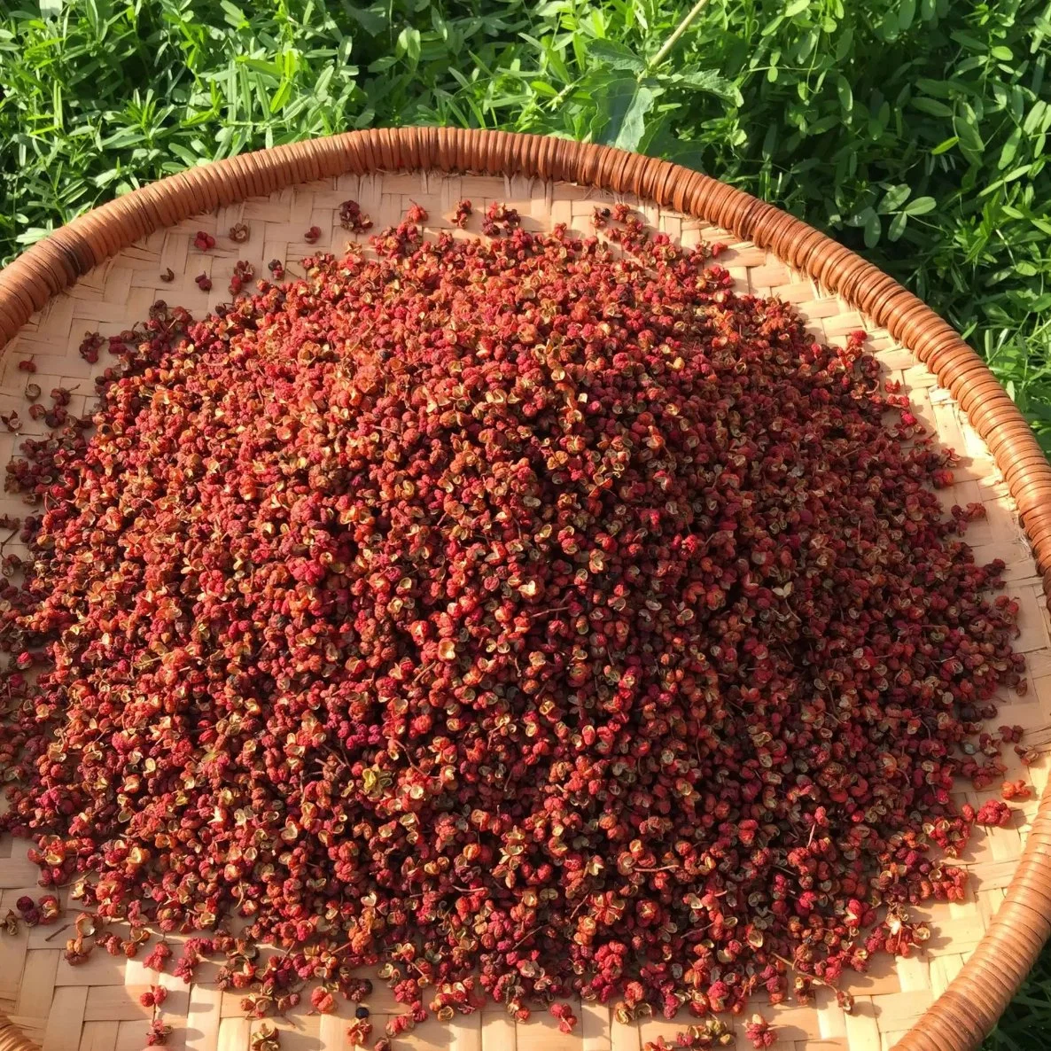 Comercio al por mayor Rojo Seco Pimienta de Sichuan para alimentos Chinasauce