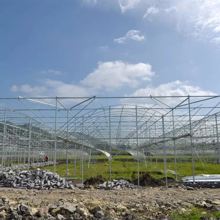 Complete Glass Agricultural Greenhouse Turnkey Project with Hydroponic Growing System