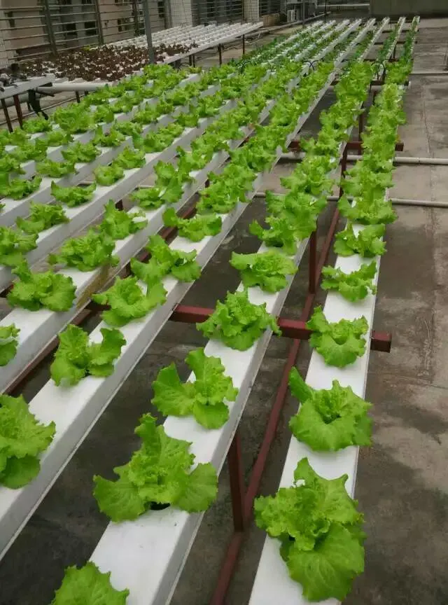 Agricultura invernadero Hydroponic plantar tubo de PVC tubo de canal NFT sistema