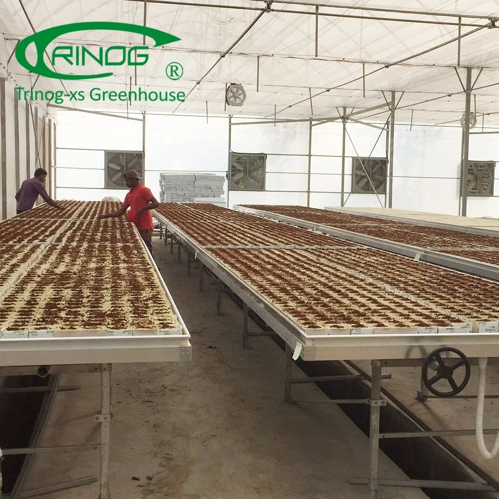 Agriculture Vegetables Commercial Multi-span Film Greenhouse with Cultivation Hydroponics System