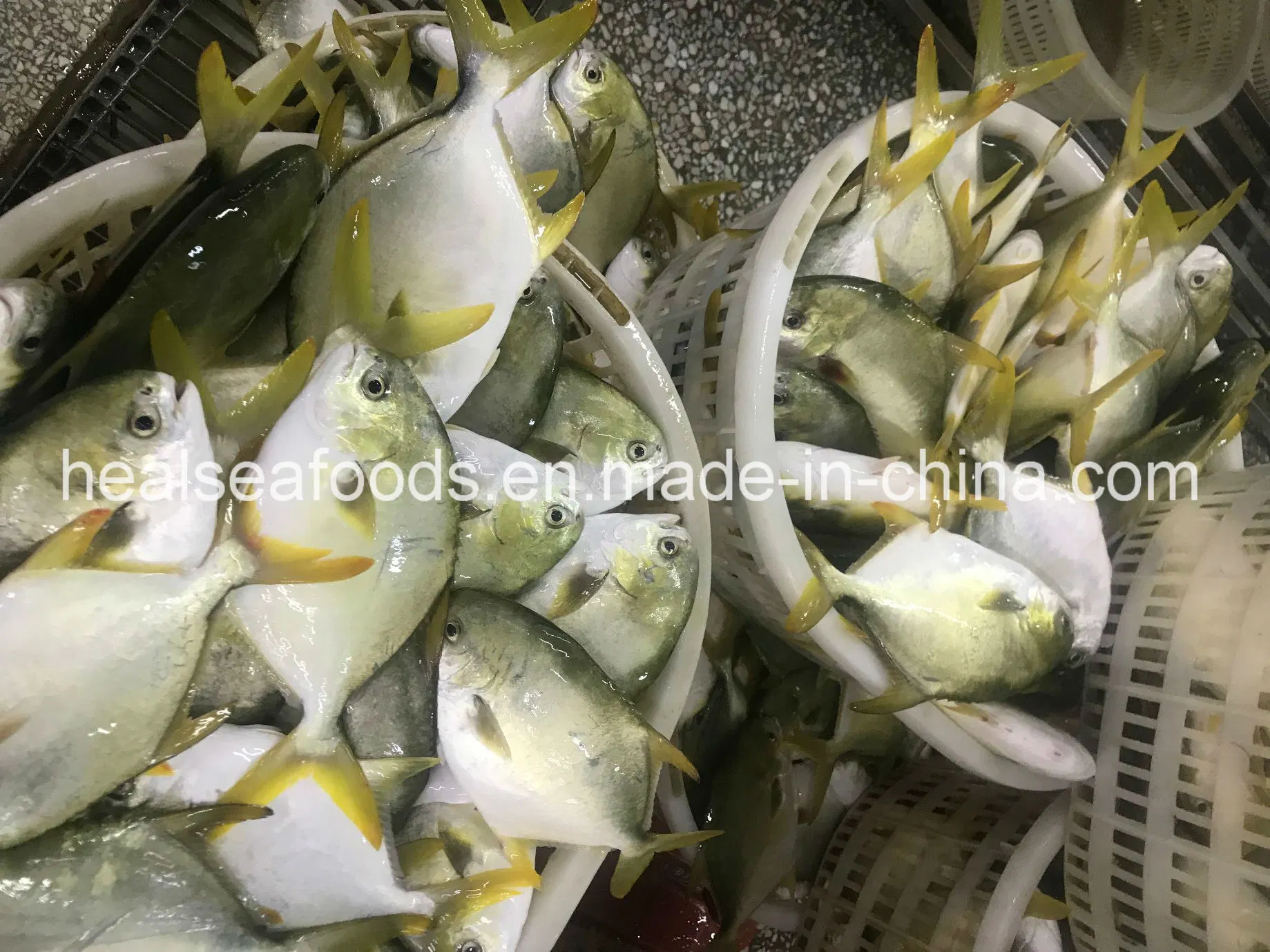 High Quality Frozen Golden Pomfret/Pompano Fish