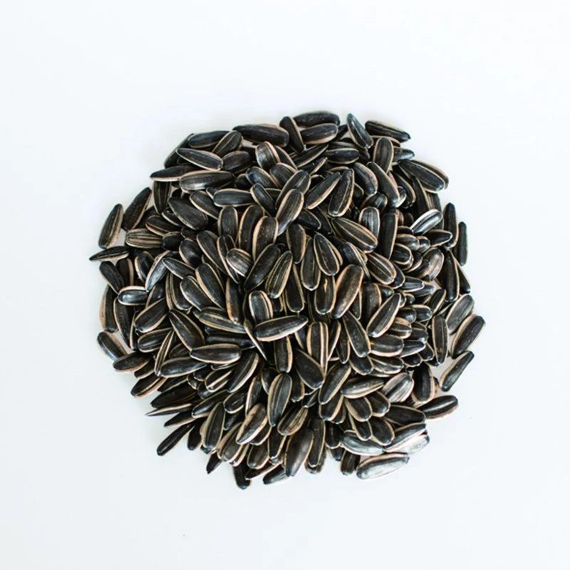 Chinese Black White Raw Sunflower Seed 361