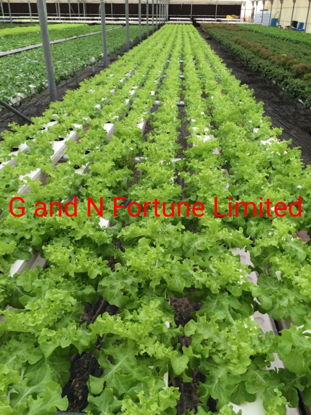 Sistema de cultivo hidropónico Nft Barranco sistema hidropónico Nft Canal con 100x50mm