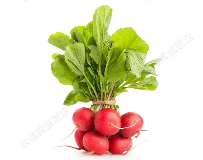 Healthy Tasty for Planting Red Cherry Radish Seeds