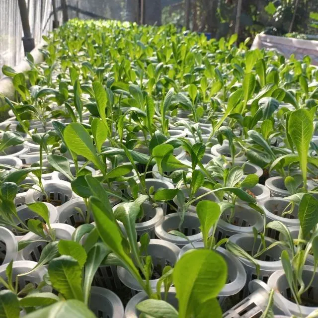 La agricultura de contenedor de la Copa Red Pots en Blanco y Negro Color 2"3"4"