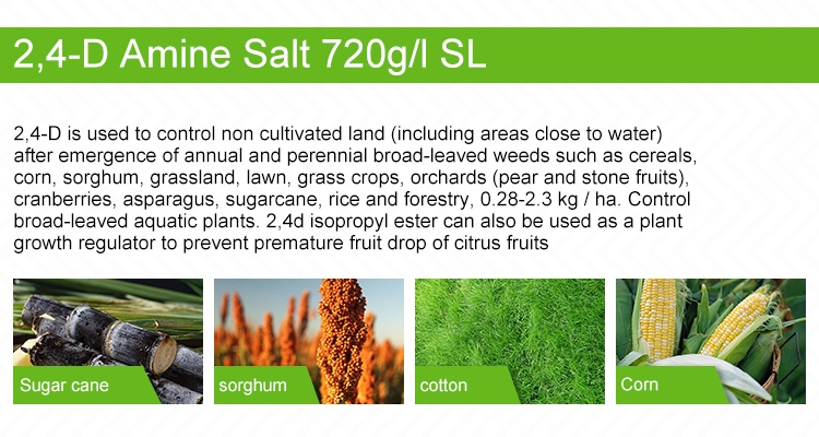 Herbicide 2 4 D Amine Salt 720g/L SL Liquid 2.4D Herbicides