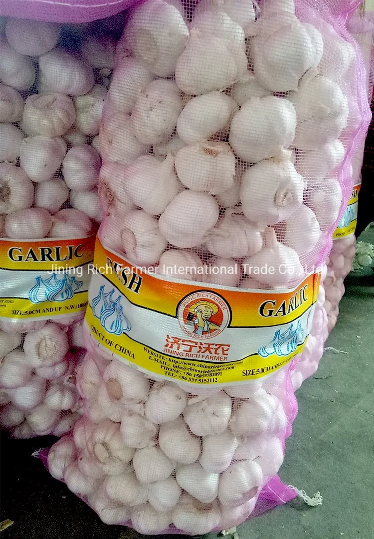 New Crop China Fresh Garlic Seeds Put in Mesh Bag