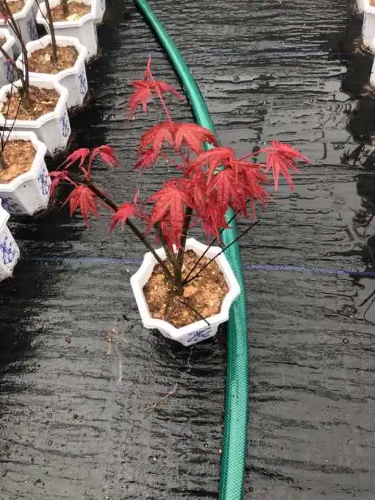 Bonne forme d'érable rouge japonais Bonsai