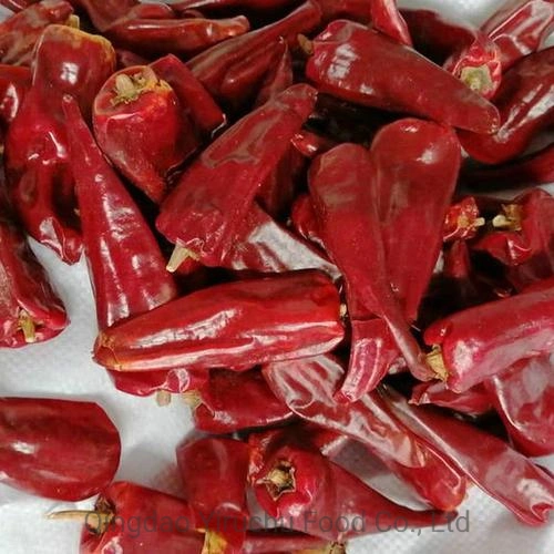 El nuevo cultivo de exportación de buena calidad de chili dulce