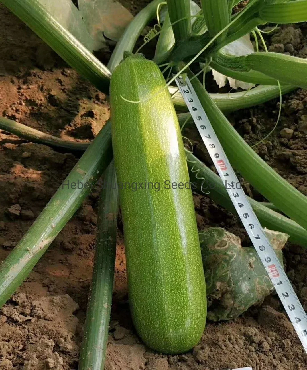 Chinese F1 Hybrid Green Summer Squash/Zucchini Seeds