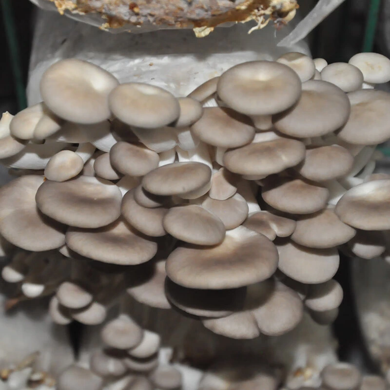 Séchées au soleil Pleurotus Geesteranus petit Pleurotes