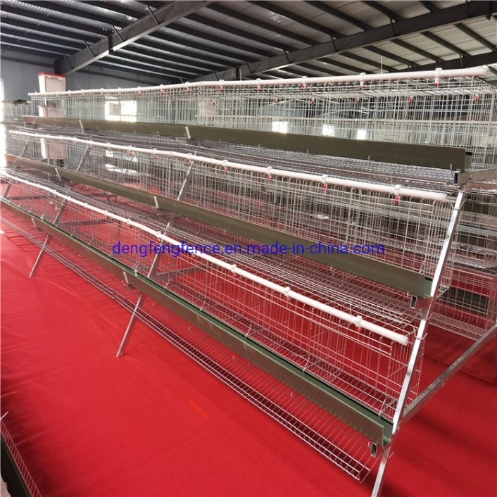 Poultry Farming Equipment a Type Layer Chicken Cage with Automatic System