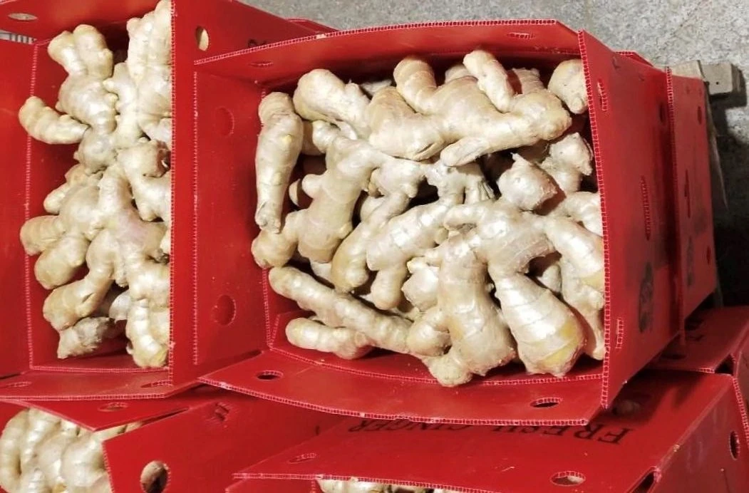 Super Quality Air Dry Ginger for Europe