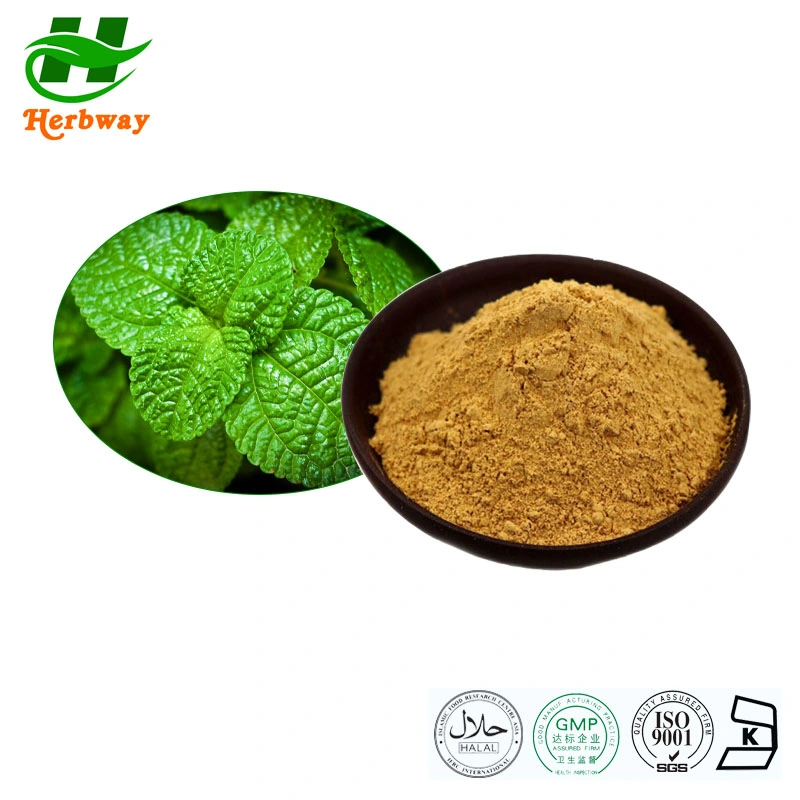 Herbway Kosher Halal Fssc HACCP Certified Food Grade Peppermint Extract Mint Flavor Powder 10: 1 Mint Extract