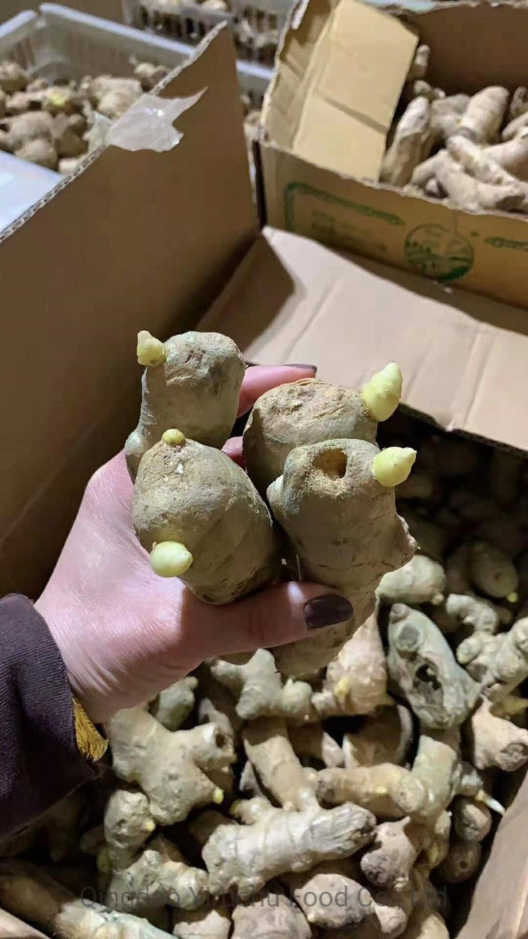 El nuevo cultivo Organic Air Dry Ginger / Jóvenes para la exportación de jengibre fresco