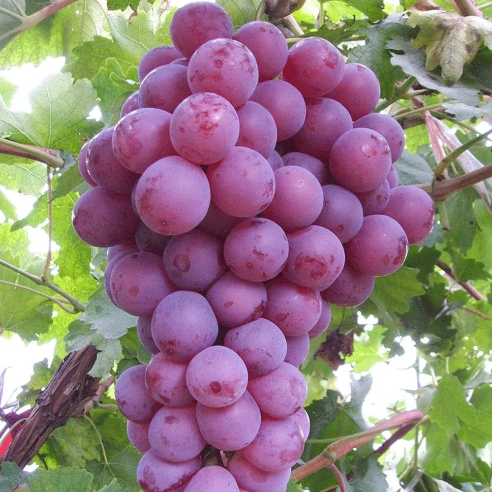 زراعة بذور Vitis Vinifera/بذور الجالاغتصاب/بذور الرايزين