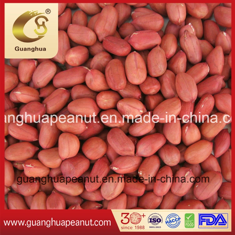 Hot Sale Red Skin Peanut Kernel