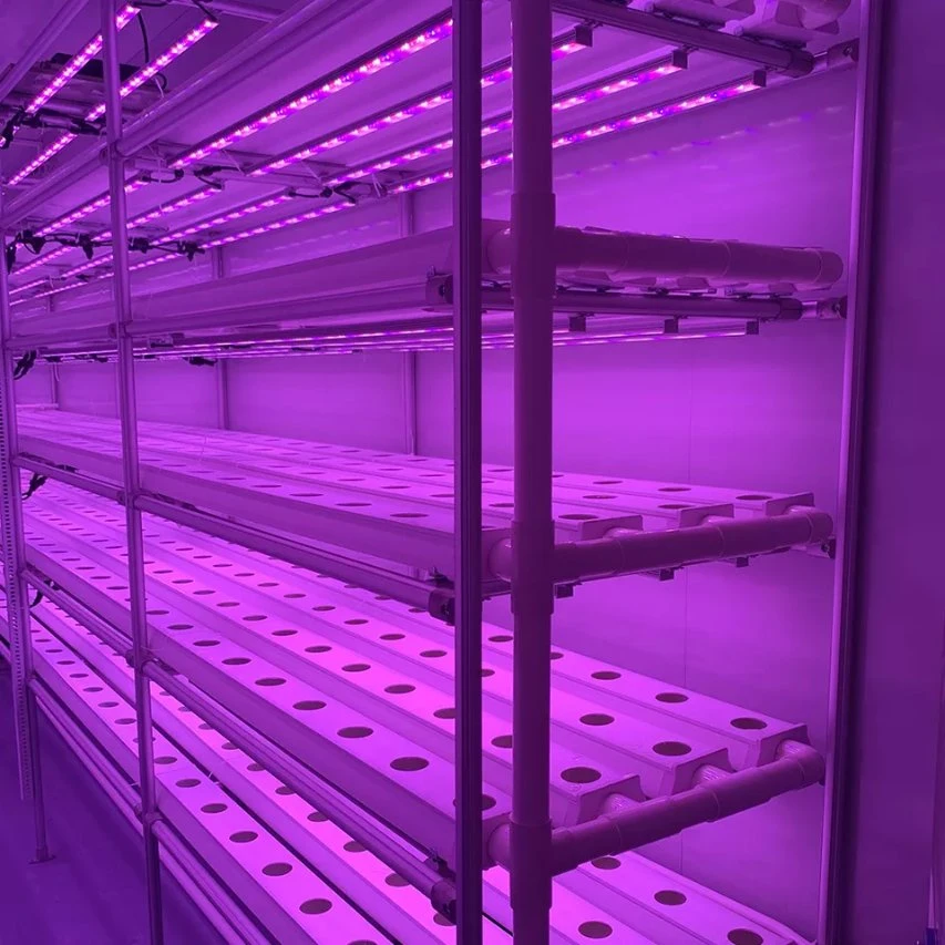 Control de clima Temperatura de la estructura de acero de la planta de invernadero Hidroponía Aeroponics sistema hidropónico