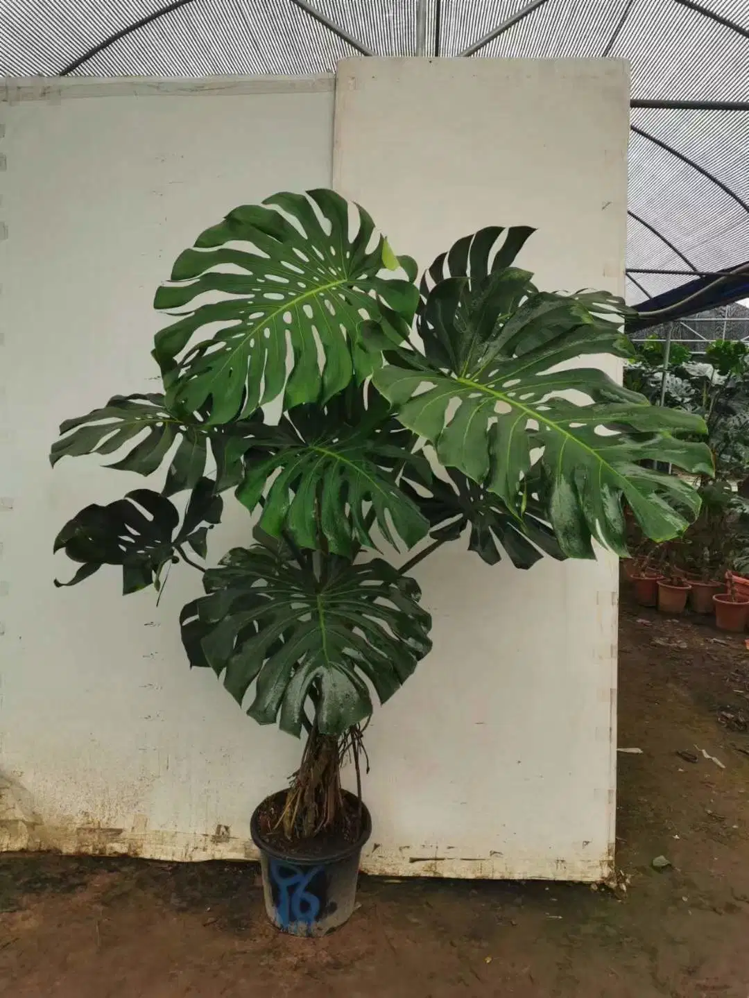 Hotsale viven plantas Monstera deliciosa Real Bonsai