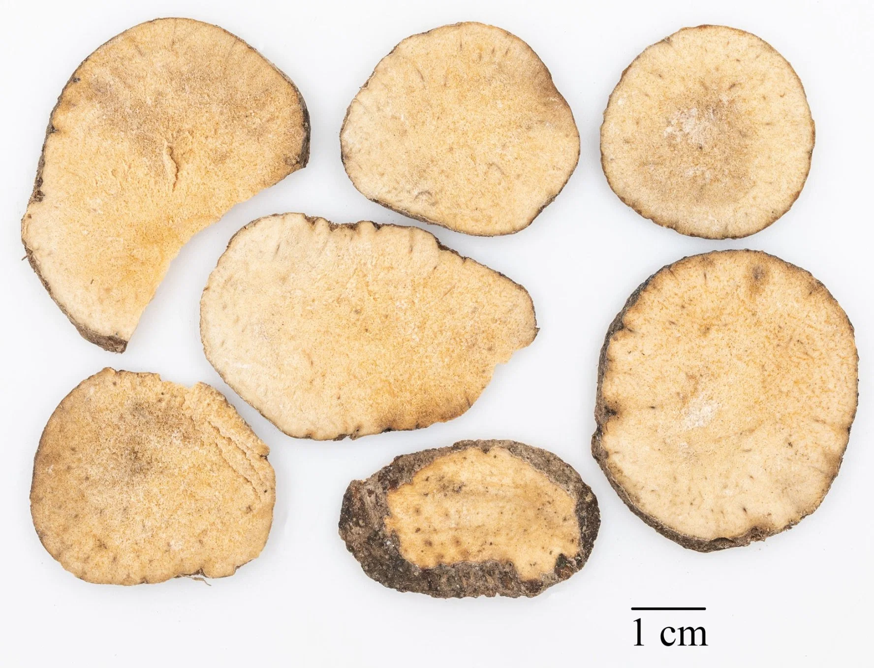 Alisma Orientalis (tubérculo) Matérias-primas derivadas de preparados à base de plantas Planta de Medicina Tradicional Chinesa Erva Botânico Expulsando Humidade