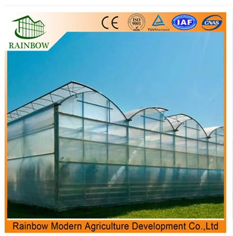 Tomato Economical Multi-Span Po Film Agriculture Greenhouse