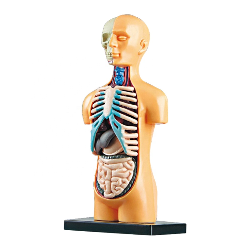 Brinquedos educativos montar o corpo humano o cabrito de órgãos modelo de Anatomia Toy Medical Anatomia Humana da aprendizagem de Ensino Popular Science Toy