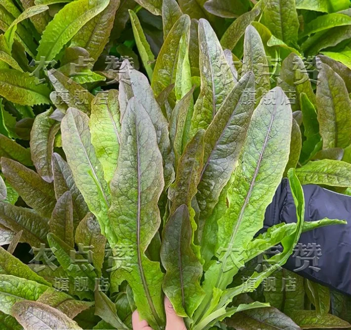 Semillas de Lechuga Púrpura semillas de verduras de primavera