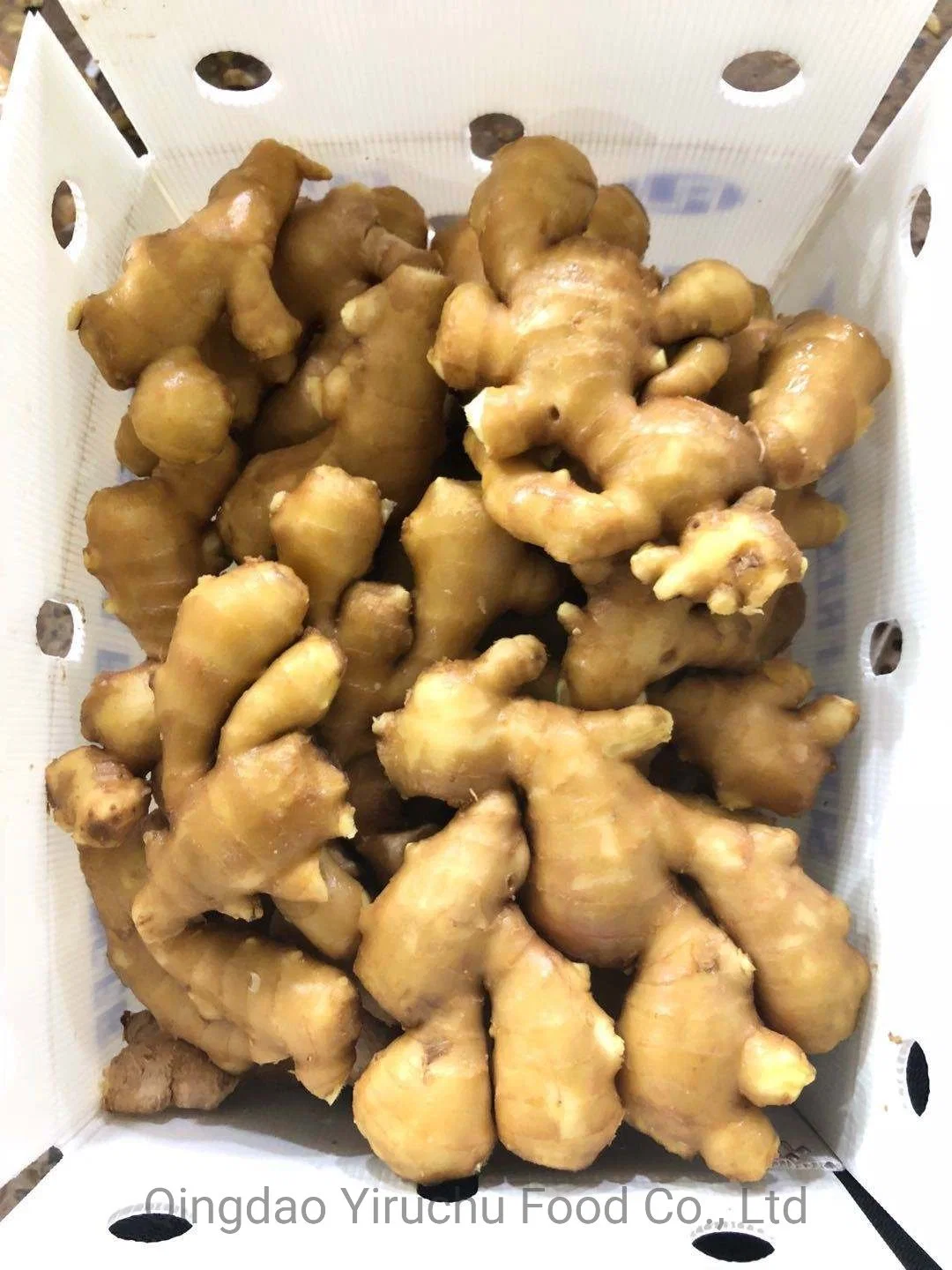 Chinese Spicy Ginger Sold Directly From The Factory