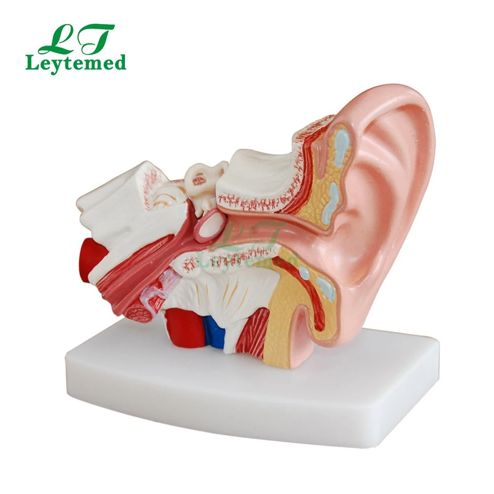 Ltm303c New Style PVC Giant Ear Model Use with Medical Tranning