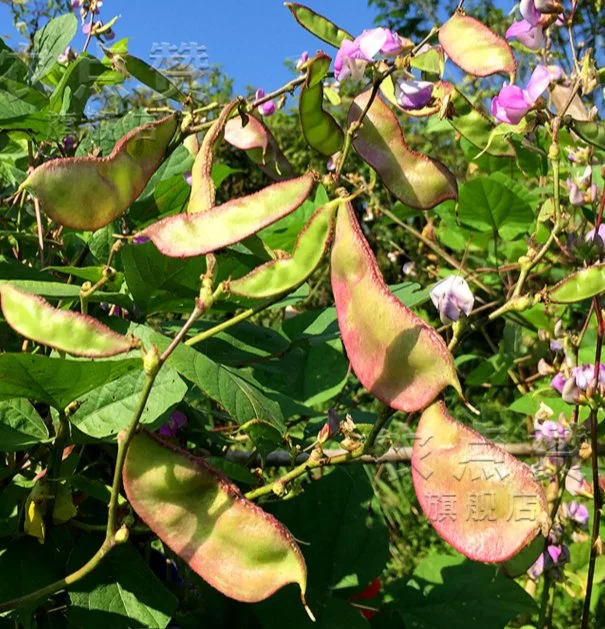 Bean Ceja de color púrpura de lentejas de semillas semillas de hortalizas de color verde de verano