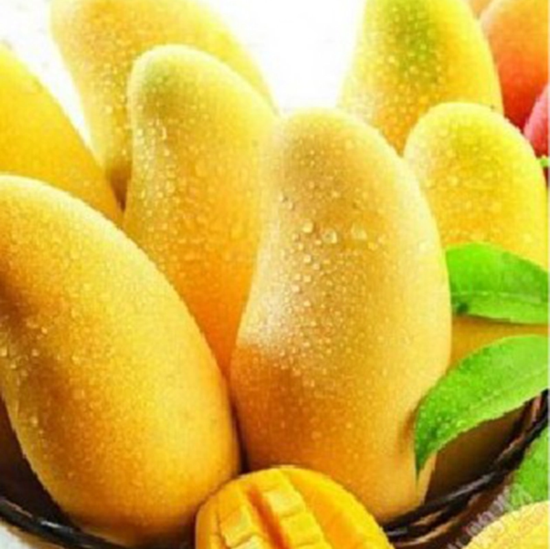 Fruits certifiés halal Extrait de mangue de poudre poudre pour les Grignotines