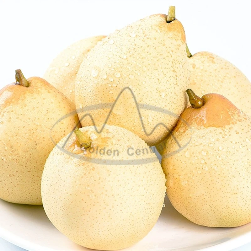 Factory Offer Sweet Fresh Fruit Ya Pears Gold Pears with Competitive Price